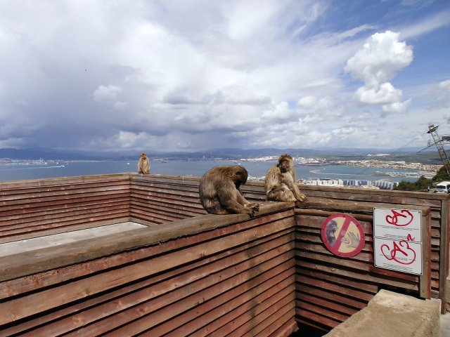 266 gibraltar affen